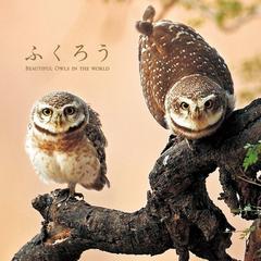 ふくろう ＢＥＡＵＴＩＦＵＬ ＯＷＬＳ ＩＮ ＴＨＥ ＷＯＲＬＤの通販