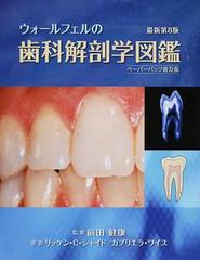 ウォールフェルの歯科解剖学図鑑 ペーパーバック普及版の通販/リッケン 
