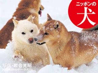 年カレンダー ニッポンの犬の通販 岩合光昭 紙の本 Honto本の通販ストア