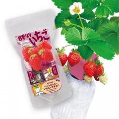 ペットボトル栽培グリーントイ 四季なりいちごの通販 紙の本 Honto本の通販ストア