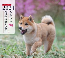 21年 ミニ判カレンダー かわいい柴犬のカレンダーの通販 井川俊彦 紙の本 Honto本の通販ストア