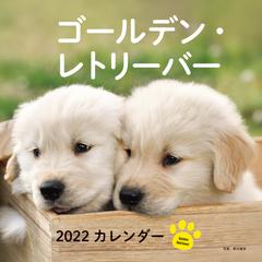 22年 カレンダー ゴールデン レトリーバー 100名様に1 000円分の図書カードをプレゼント の通販 井川 俊彦 紙の本 Honto本の通販ストア