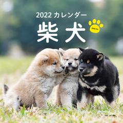 22年 カレンダー 柴犬 100名様に1 000円分の図書カードをプレゼント の通販 井川 俊彦 紙の本 Honto本の通販ストア