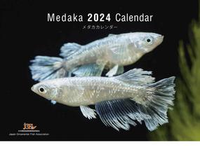 Medaka Calendar メダカカレンダー 2024（月めくり・壁掛け）