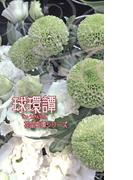 球環譚(書肆月夜堂)