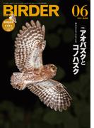 BIRDER2021年6月号