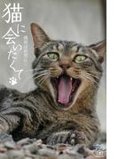 猫に会いたくて　偶然は突然に・・・(猫パンチ)
