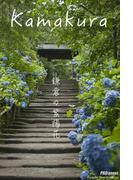 kamakura　鎌倉の紫陽花