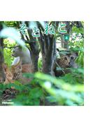 そとねこ　VOL.04