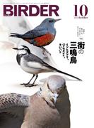 BIRDER2023年10月号