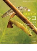 うまれたよ！　ヤゴ