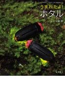 うまれたよ！　ホタル