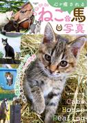 心が癒されるかわいいねこと馬の写真(競馬王)