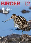 BIRDER2023年12月号
