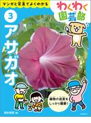 アサガオ