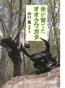 米が育てたオオクワガタ