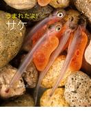 うまれたよ！ サケ
