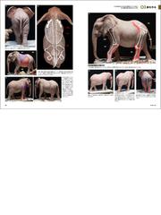 ａｎｉｍａｌ ｍｏｄｅｌｉｎｇ動物造形解剖学の通販 片桐 裕司 紙の本 Honto本の通販ストア