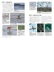 春の野鳥 を見に行こう ｄｖｄ付季節の野鳥図鑑の通販 安西 英明 紙の本 Honto本の通販ストア