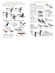 春の野鳥 を見に行こう ｄｖｄ付季節の野鳥図鑑の通販 安西 英明 紙の本 Honto本の通販ストア