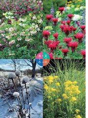 咲かせたい 四季の宿根草で庭づくり 日陰 酷暑 悪条件を解決 の通販 荻原範雄 紙の本 Honto本の通販ストア