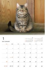 22 岩合光昭 ねこ Monthly Calendarの通販 岩合光昭 岩合光昭 紙の本 Honto本の通販ストア