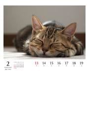 22 岩合光昭ねこ Weekly Calendarの通販 岩合光昭 岩合光昭 紙の本 Honto本の通販ストア