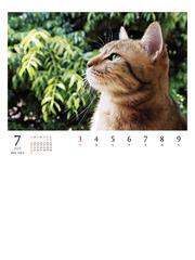 22 岩合光昭ねこ Weekly Calendarの通販 岩合光昭 岩合光昭 紙の本 Honto本の通販ストア