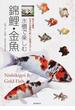 水槽で楽しむ錦鯉・金魚 横から鑑賞。日本の伝統魚の新しい飼育スタイル
