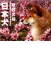 2020カレンダー 日本犬