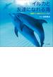 イルカと友達になれる海　～大西洋バハマ国のドルフィン・サイト～（小学館の図鑑NEOの科学絵本）(小学館の図鑑NEO)