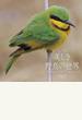 美しき野鳥の世界