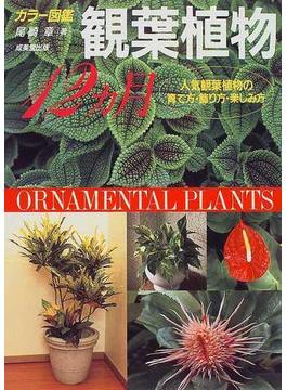 観葉植物１２ヵ月 人気観葉植物の育て方・飾り方・楽しみ方 カラー図鑑