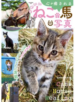 心が癒されるかわいいねこと馬の写真(競馬王)