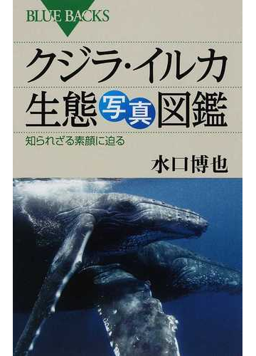 クジラ イルカ生態写真図鑑 知られざる素顔に迫るの通販 水口 博也 ブルー バックス 紙の本 Honto本の通販ストア