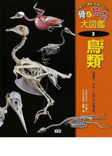 骨と筋肉大図鑑 体 と 運動 を調べよう ３ 鳥類の通販 川上 和人 真鍋 真 紙の本 Honto本の通販ストア