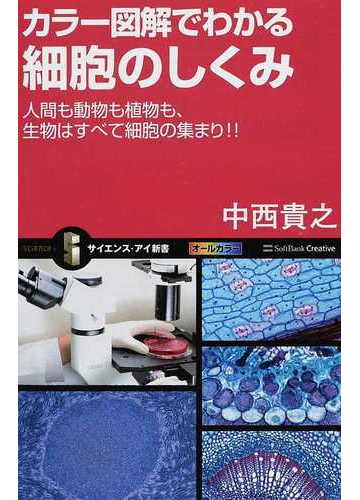 カラー図解でわかる細胞のしくみ 人間も動物も植物も 生物はすべて細胞の集まり の通販 中西 貴之 サイエンス アイ新書 紙の本 Honto本の通販ストア