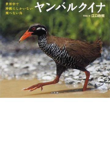 ヤンバルクイナ 世界中で沖縄にしかいない飛べない鳥の通販 江口 欣照 紙の本 Honto本の通販ストア