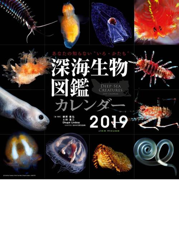 カレンダー 深海生物図鑑 19年版の通販 藤原 義弘 土田 真二 紙の本 Honto本の通販ストア