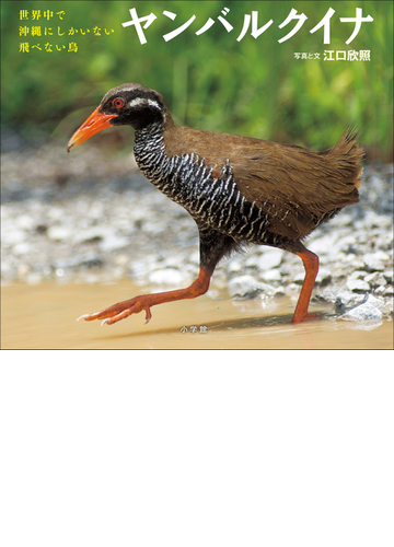 ヤンバルクイナ 世界中で沖縄にしかいない飛べない鳥 小学館の図鑑neoの科学絵本 の電子書籍 Honto電子書籍ストア