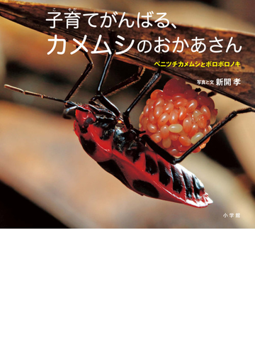 子育てがんばる カメムシのおかあさん ベニツチカメムシとボロボロノキの通販 新開 孝 新開 孝 紙の本 Honto本の通販ストア