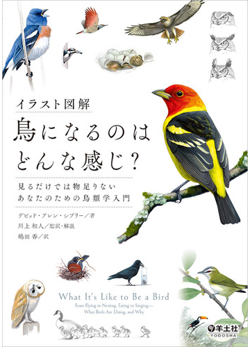 鳥になるのはどんな感じ イラスト図解 見るだけでは物足りないあなたのための鳥類学入門の通販 デビッド アレン シブリー 川上 和人 紙の本 Honto本の通販ストア