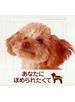 あなたにほめられたくて : 犬の十戒