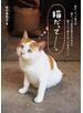 猫だって……。
