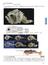 海のミクロ生物図鑑 チリメンモンスターの中に広がる世界 魚類・貝・タコ・イカ・エビ・カニ・その他の甲殻類