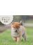 2022年 カレンダー かわいい柴犬【100名様に1,000円分の図書カードをプレゼント！】