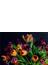 世界の華麗なチューリップ銘鑑ＴＵＬＩＰＳ ジェーン・イーストが贈るチューリップの歴史と最新花