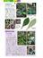 沖縄の身近な植物図鑑 亜熱帯の雑草から庭の花、森の樹木やシダまで１０００種 コンパクトで情報満載の本格ポケット図鑑