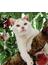 ボンド 桃農家のねこ 岩合光昭の世界ネコ歩き