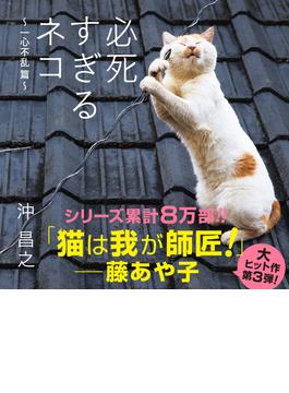 必死すぎるネコ ～一心不乱篇～
